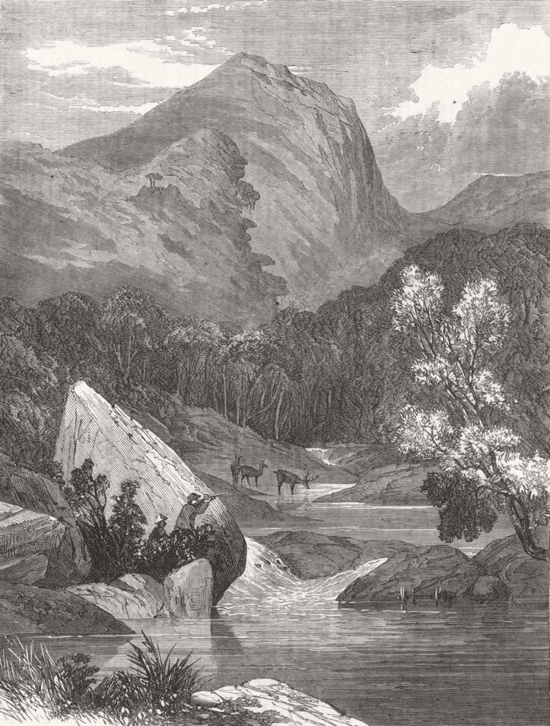 LANDSCAPES. Brazilian Forest. Awaiting shot 1864 old antique print picture